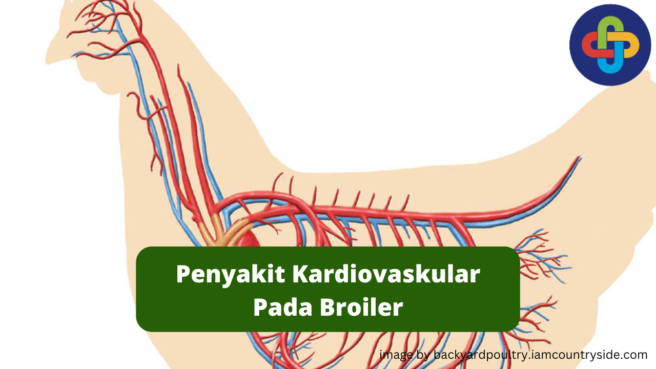 Tips Pencegahan Penyakit Kardiovaskular Pada Broiler Bagi Peternak 